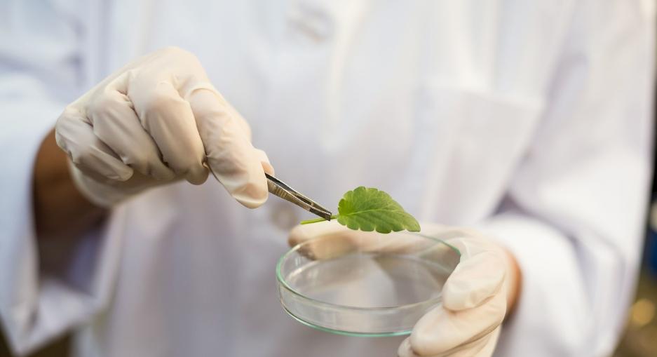 正规的igcse生物辅导会教什么内容给学生
