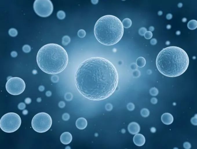 alevel生物班课如何设置？alevel生物的范围是什么？