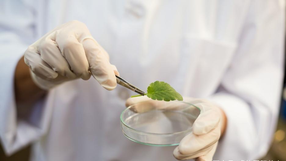 台湾igcse生物辅导机构