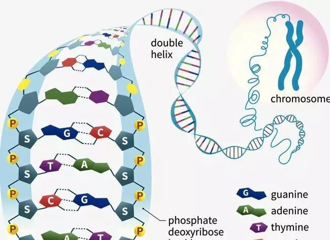 爱德思alevel生物课包括哪些内容？Alevel课程学科难度如何？
