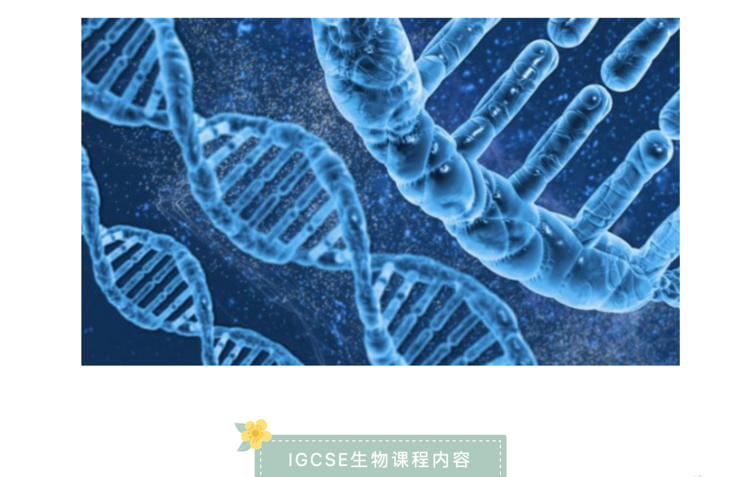 igcse生物词汇